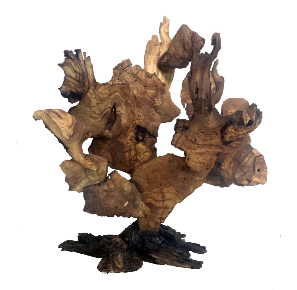 Coral 2 — Caracolas, Javier Salvadores