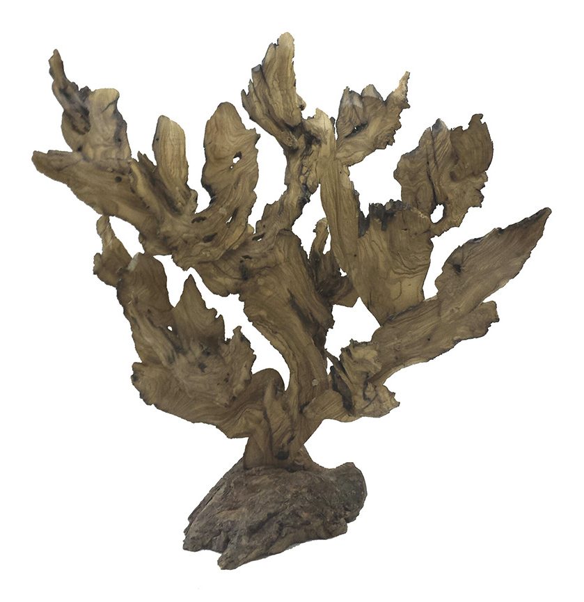 Coral 3 — Caracolas, Javier Salvadores