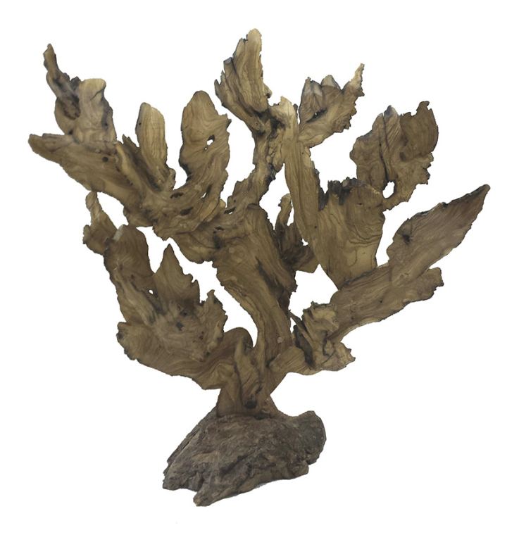Coral 3